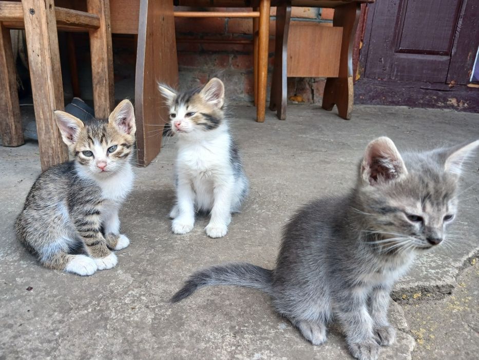 Віддаємо даром милих кошенят