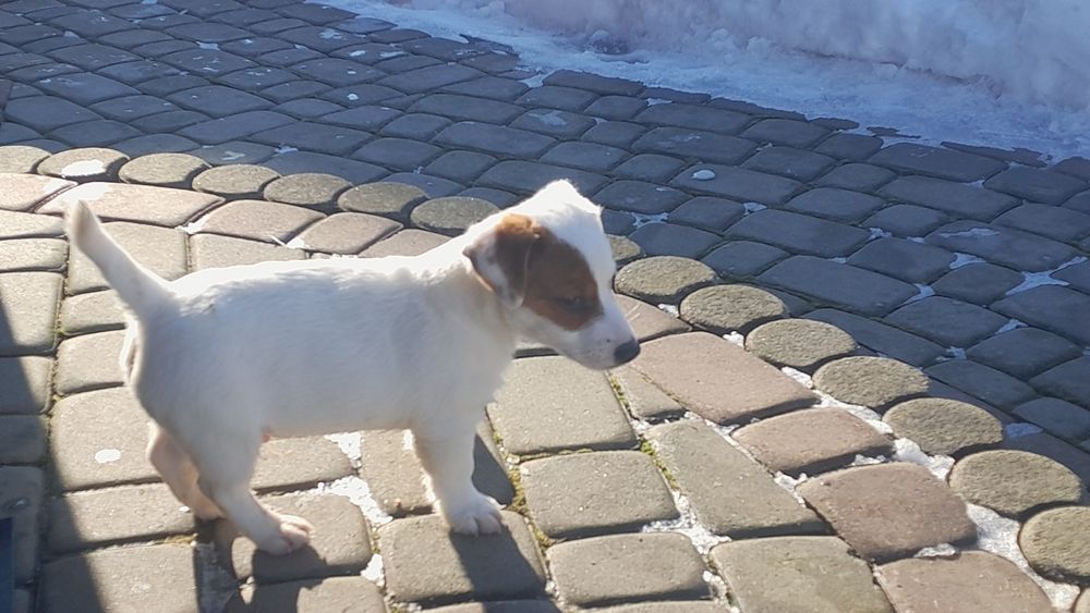 Jack Russell Terrier