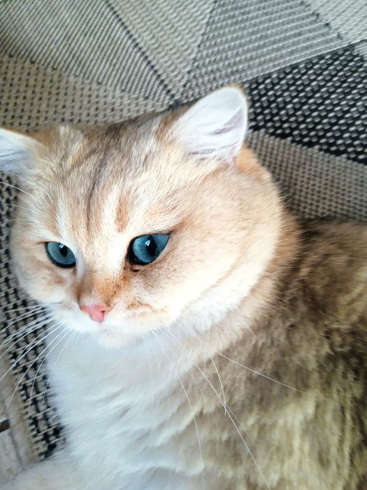 Британський кіт золота шиншила.В'язка.