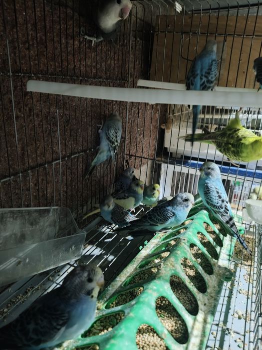 Piriquitos Australianos