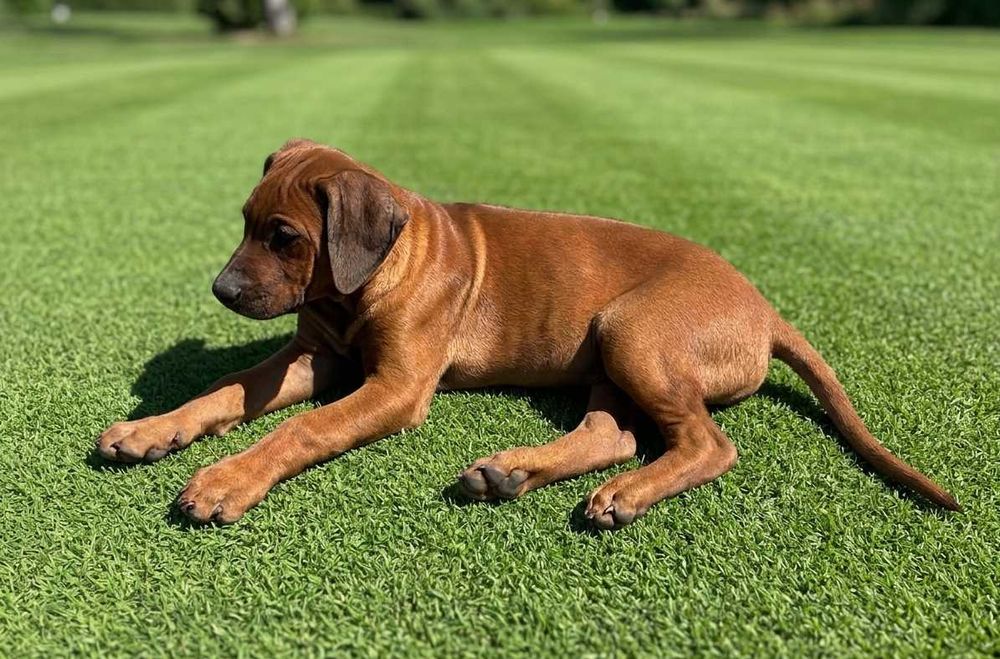 RHODESIAN RIDGEBACK szczenię piesek rodowodowy po championach ZKwP/FCI