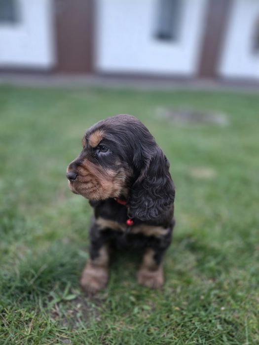 Cocker Spaniel Angielski