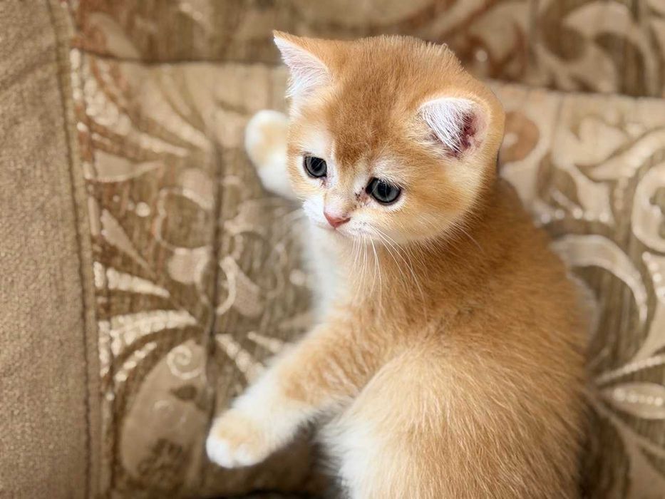 Золотий блакитноокий хлопчик