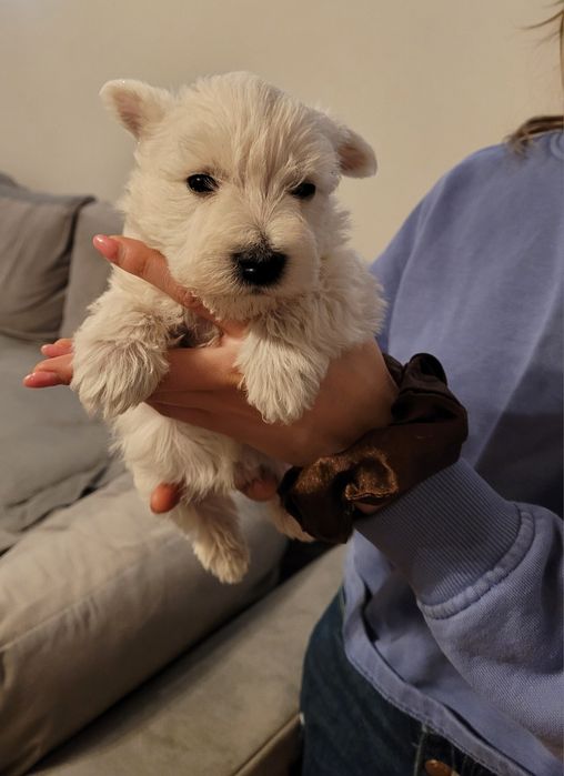 West Highland  piesek