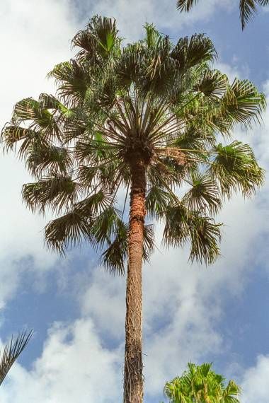 Palmeiras vários tipos