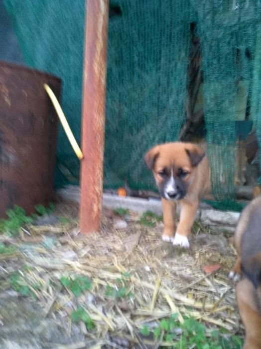 Цуценята,запоріжжя,безкоштовно,віддаємо в гарні ручки