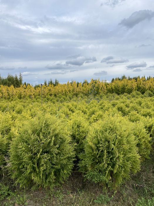 Duże Tuje Brabant 250cm ‼️PRODUCENT‼️ Wysokie Tuje