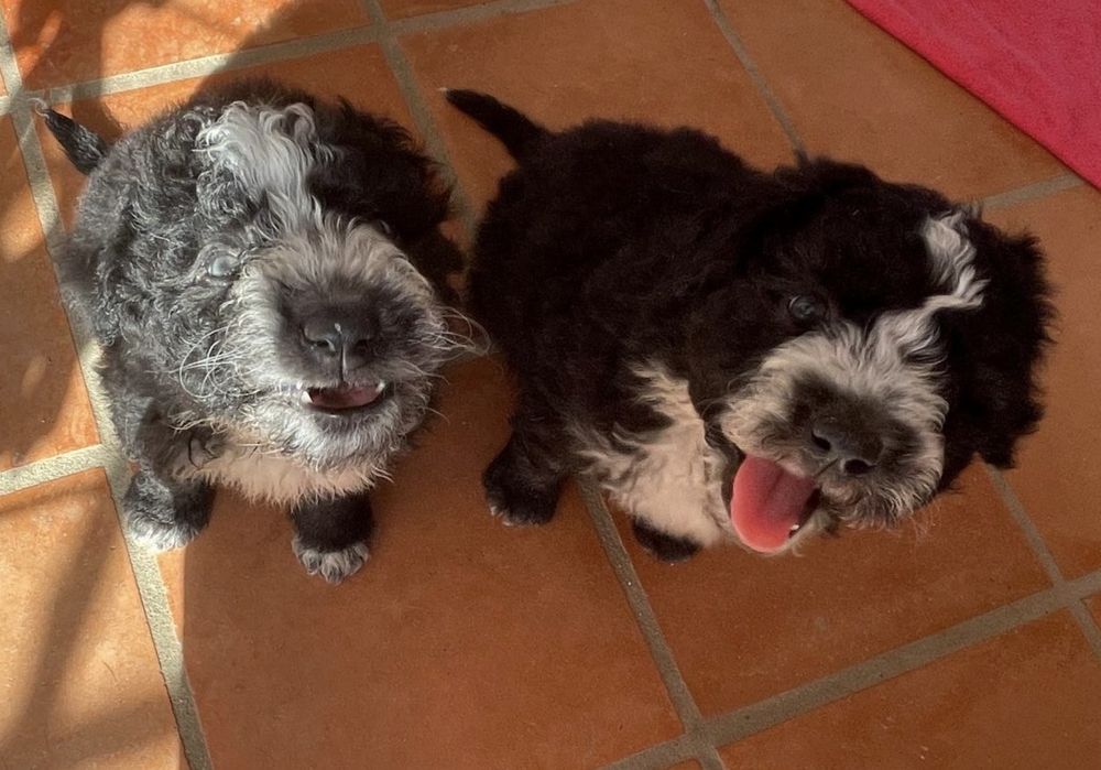Bebés 2 meses para adoção responsável