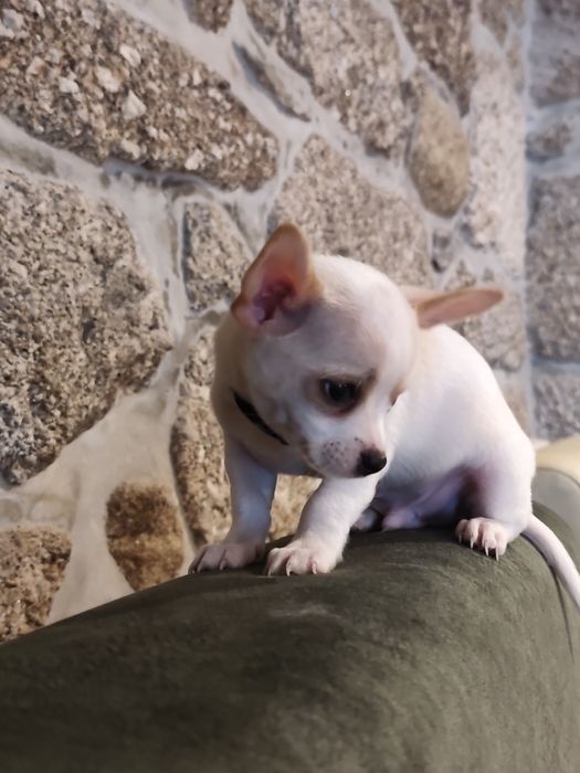 Chihuahua muito fofo