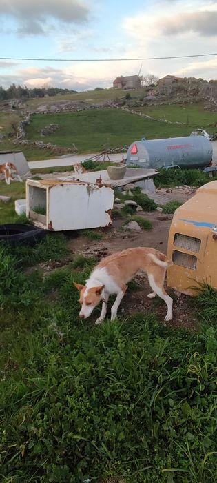 Cães Podengos de caça