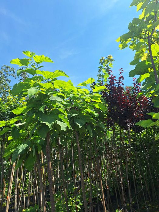 Klon palmowy,katalpa nana, akacja  wiśnia klon formy kuliste.