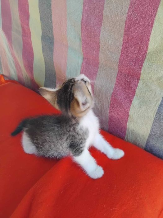 Gatos bebés para adoção consciente