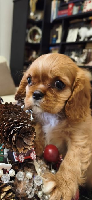 Charles King Spaniel - Чарльз кинг спаниель.