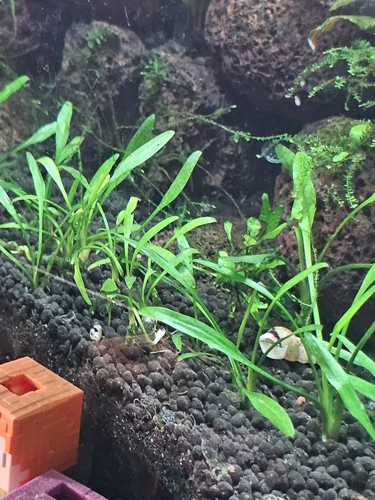 Lilaeopsis Brasiliensis planta aquário