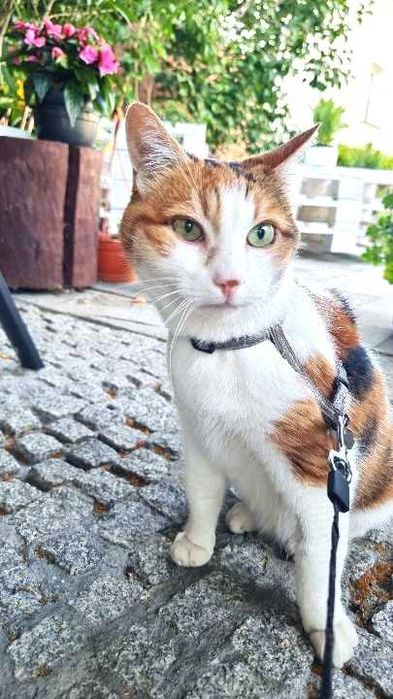 Atena dojrzała trikolorka, wyrwana z piekła szuka pilnie domu