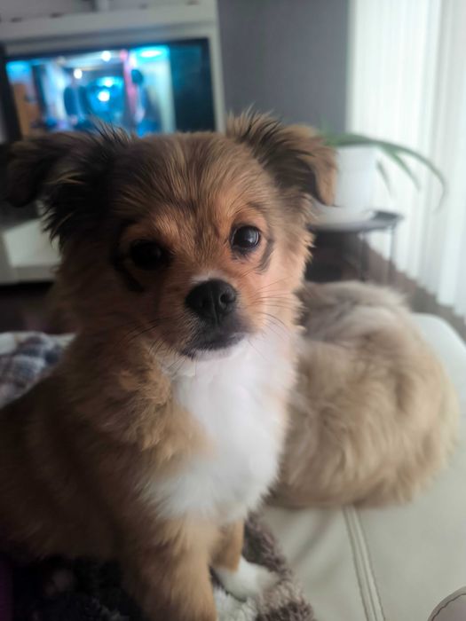 Cadelinha Jovem Porte Pequeno (5 meses) – Adoção Responsável