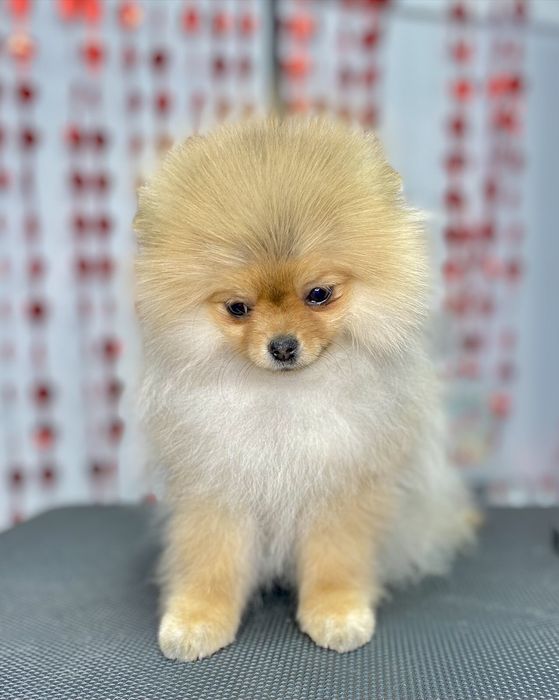 Померанский шпиц