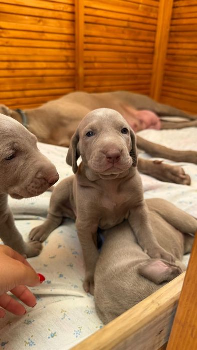Weimaraner com lop