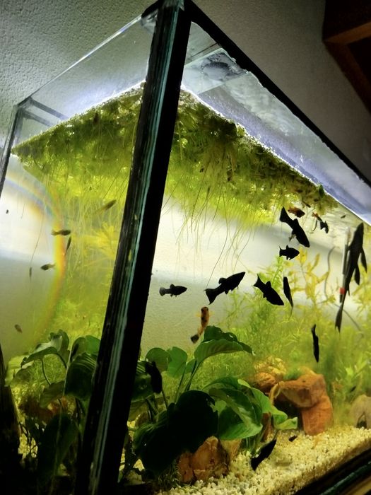 Amazon Frogbit (Planta de superfície)