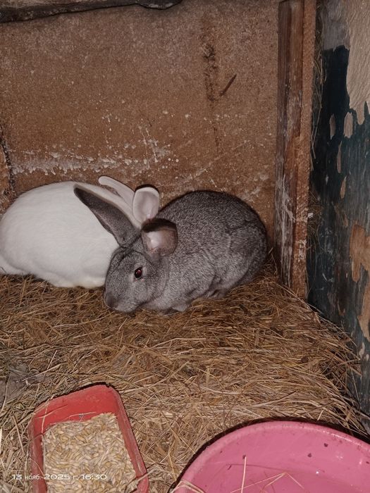 Продам кролів різного віку