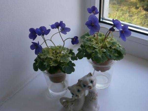 Мині фиалки листочкі