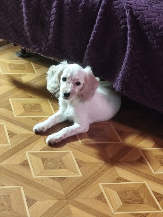 Вязка Кокер Спаниеля