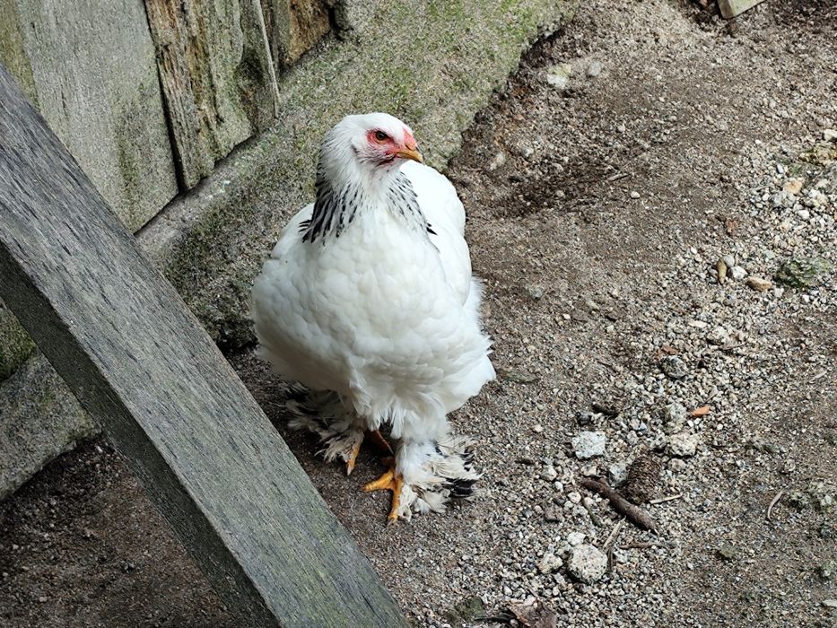 Casal galinhas Brahma light