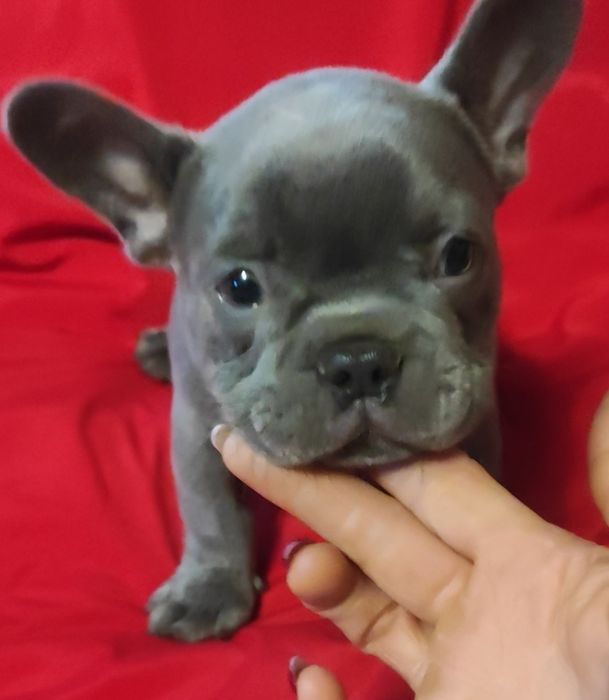 Французский бульдог