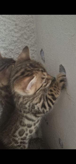 Bengal macho  pura