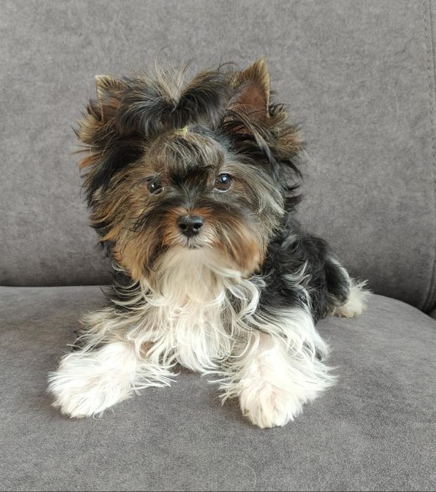 Samiec  Biewer adopcja płatna