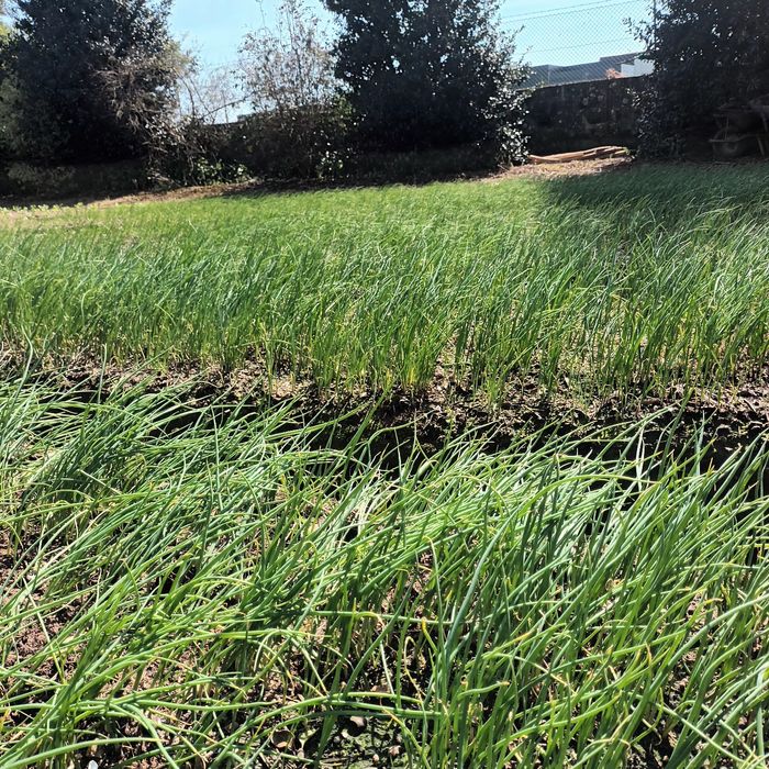 Cebolo de qualidade.