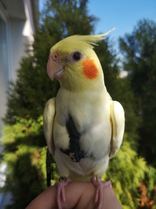 Papugi nimfy, ręcznie karmione, super oswojone