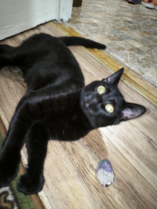 Котик привитий 7 місяців