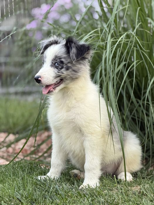 Piesek blue merle border collie