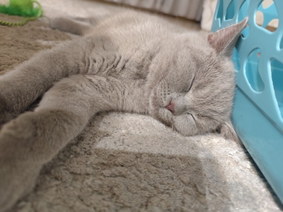 Kocurek brytyjski FPL