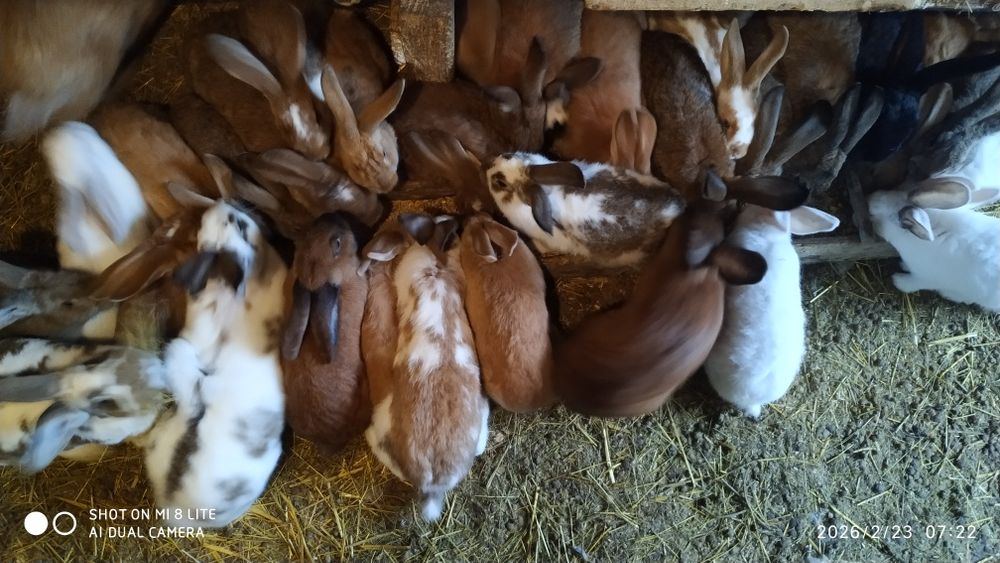 Кролики домашні  різні