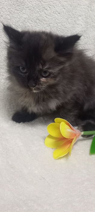 Кошенята скотіш страйт
