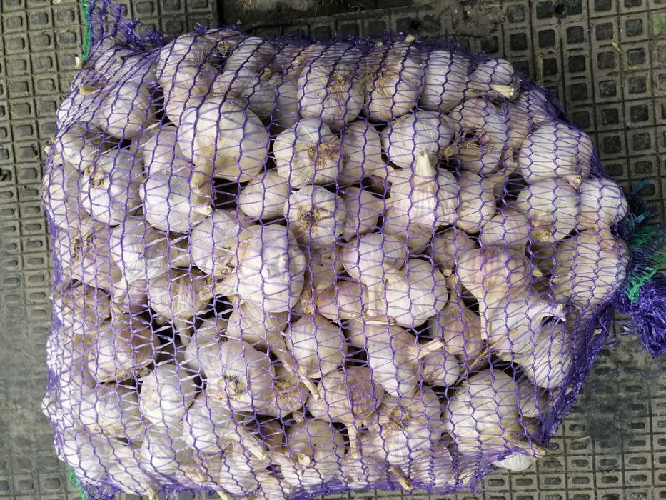 Продам озимий і ярий часник