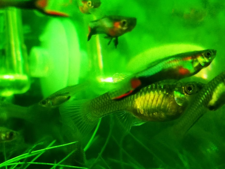 Gupik Gupiki Endlera Multicolor Samce Poecilia Wingei Prywatna Hodowla