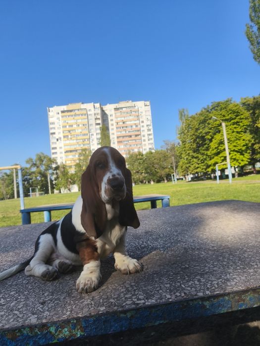 Чудові дівчата Басет Хаундів