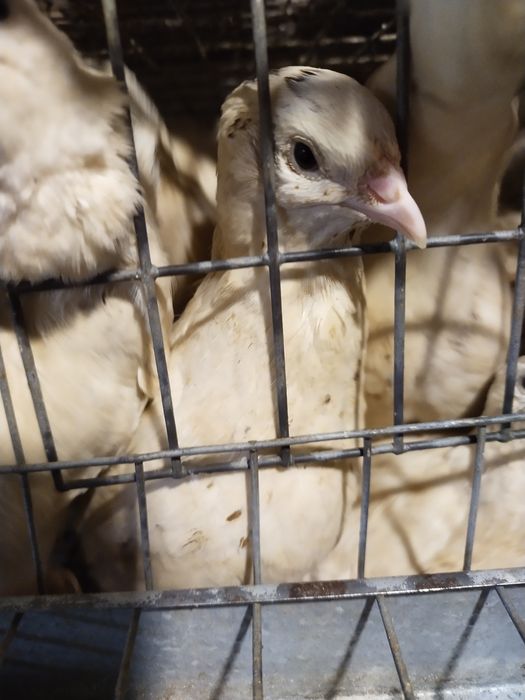 Продам перепілку несушку