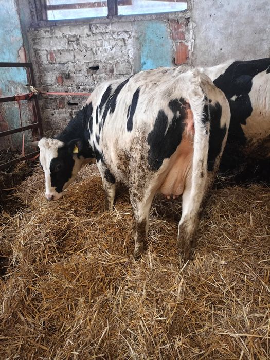 Jalowki hf wysokocielne hodowlane