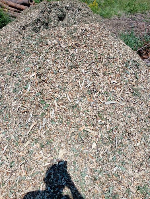 Zrębka liściasta, iglasta oraz mix drewna