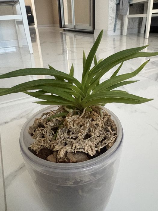 Продам орхидею Neofinetia falcata и другии