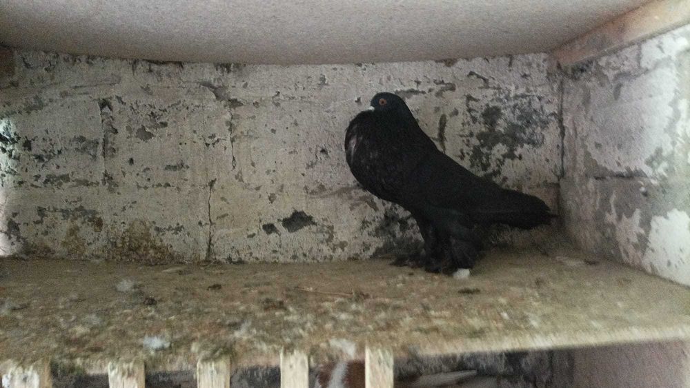 Garłacze Pomorskie Samce 2025