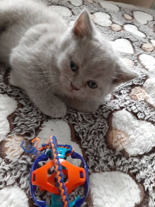 Шотландські кошенята