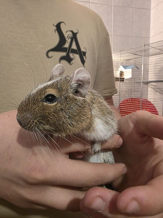 Koszatniczki plus klatka