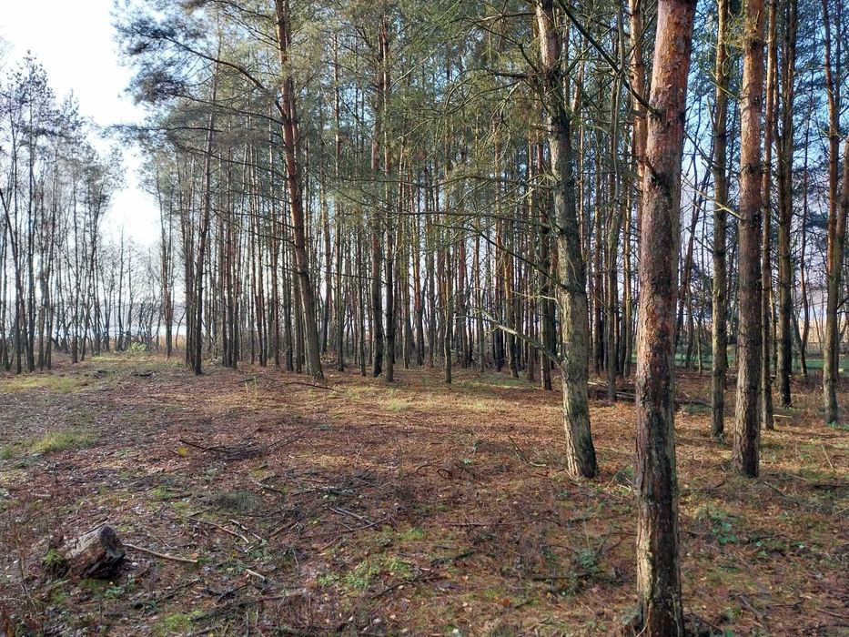 Działka budowlano-rekreacyjna 2000m2 z linią brzegową i lasem
