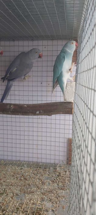 Ringnecks 02 casais de qualidade top, preços por casal