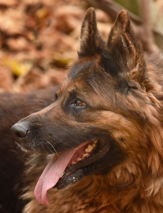 Duża suczka owczarek niemiecki do adopcji